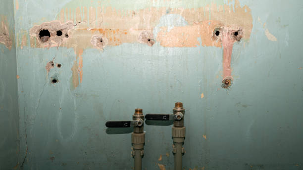Best Mold removal after water damage  in South Whitley, IN